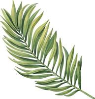 folha de palmeira tropical printgreen. planta tropical. ilustração em aquarela de pintados à mão isolada no branco. vetor
