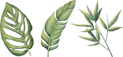 conjunto tropical de plantas em um fundo branco. aquarela pintada à mão, clipart de verão, folhas de palmeira vetor