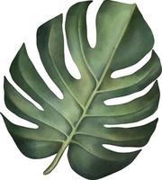 folha de monstera tropical verde. planta tropical. ilustração em aquarela de pintados à mão isolada no branco. vetor