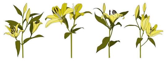 conjunto de vetor de flor de lírio amarelo desenhado à mão isolado