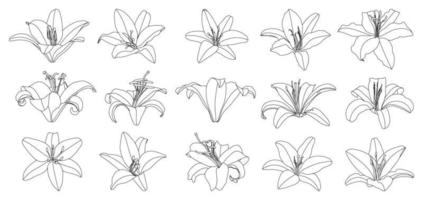 conjunto de vetor de flor de lírio de contorno desenhado à mão isolado