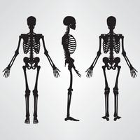 Silhueta de esqueleto humano ilustração em vetor cor preta