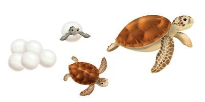 conjunto de tartarugas marinhas vetor