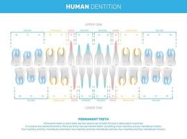 infográficos de dentes humanos realistas vetor
