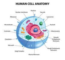 diagrama de célula humana vetor