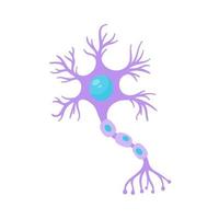 modelo de neurônio sensorial humano para estudos de biologia vetor