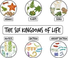 diagrama mostrando seis reinos da vida vetor