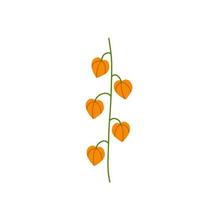 ramo physalis. flor de laranjeira. planta ornamental. ilustração plana de desenho animado vetor