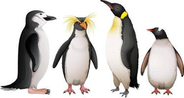 diferentes tipos de pinguins vetor