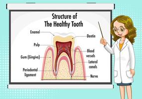 infográfico de humano na estrutura do dente saudável vetor