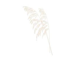 ilustração em vetor estoque de grama dos pampas. ramo creme de grama seca. panícula cortaderia selloana américa do sul, plumesstep plumesstep. cor rosa suave. modelo para um cartão de casamento.