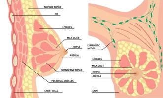 anatomia do lado do peito feminino e vista frontal vetor