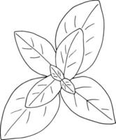 folhas de manjericão definir ícone, rótulo, menu. esboço doodle desenhado de mão. minimalismo monocromático escandinavo. Especiarias de ervas vetor
