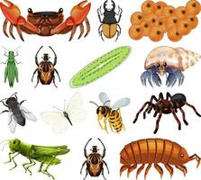 diferentes tipos de insetos e animais em fundo branco vetor