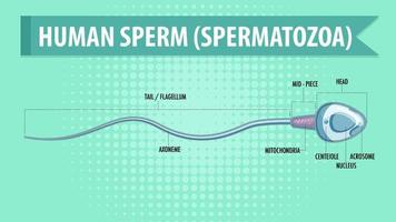 diagrama mostrando espermatozoides humanos vetor