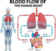 diagrama mostrando o fluxo sanguíneo do coração humano vetor