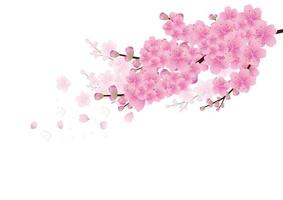 fundo de flores de sakura. fundo branco isolado de flor de cerejeira