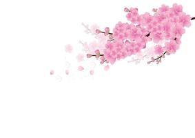 fundo de flores de sakura. fundo branco isolado de flor de cerejeira