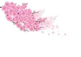 fundo de flores de sakura. fundo branco isolado de flor de cerejeira vetor