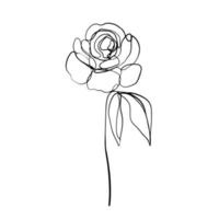 rosas de linha de arte moderna de flor rosa isolada em fundo branco. desenho vetorial vetor