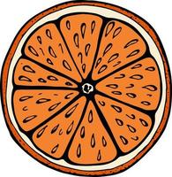 ilustração desenhada à mão com laranja de frutas, ilustração vetorial vetor