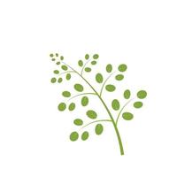 design de vetor de ilustração de logotipo de folha de moringa