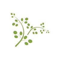 design de vetor de ilustração de logotipo de folha de moringa