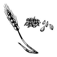 desenho vetorial simples desenhado à mão em contorno preto. espiga de trigo, cereais, produtos agrícolas orgânicos. pastelaria, assados, massas, pão. para design de embalagens, rótulos. vetor