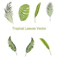 Conjunto de ilustrações de folhas tropicais