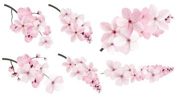 Flores de sakura rosa vetor