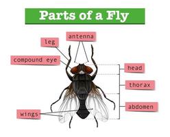 Diagrama mostrando partes da mosca vetor