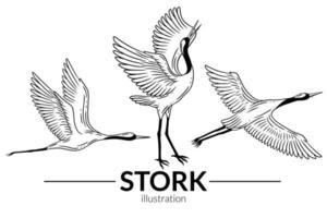 conjunto pássaro cegonha voando desenhos animados tropicais pássaros selvagens guindastes desenhados à mão vetor