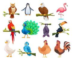 coleção de pássaros diferentes em estilo cartoon vetor