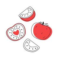 conjunto de tomate de contorno doodle com manchas. inteiro, pedaços e folhas vetor