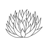 mão desenhada suculenta fofa em estilo doodle. esboço gráfico casa flor echeveria cavaleiro negro. ilustração vetorial, elementos isolados em um fundo branco vetor