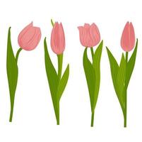 um conjunto de tulipas rosa de primavera. ilustração vetorial de estoque. flores delicadas. Isolado em um fundo branco. uma planta de cebola perene. vetor