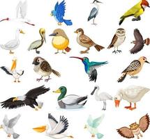 diferentes tipos de coleção de pássaros vetor