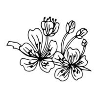 ilustração vetorial. designer Sakura. ramo de flores de cerejeira japonesas com belas flowers.sakura em um fundo branco. feito à mão, desenho de contorno. vetor