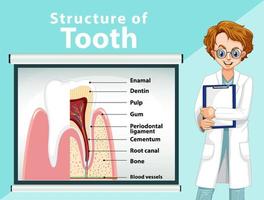 infográfico de humano na estrutura do dente vetor