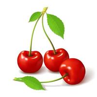 Frutos vermelhos maduros de cereja vetor