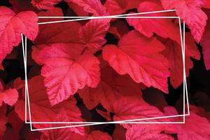 muitas folhas tropicais vermelhas brilhantes no fundo com uma faixa branca no meio. vetor