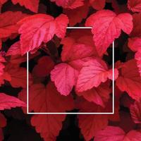 muitas folhas tropicais vermelhas brilhantes no fundo com uma faixa branca no meio. vetor