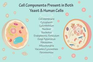 componentes celulares conservados em leveduras e células humanas vetor