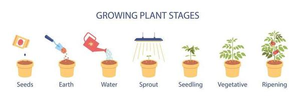 infográficos de estágios de plantas em crescimento vetor