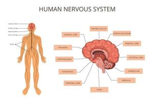 infográfico de sistemas de órgãos do corpo humano vetor