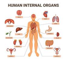 infográfico de sistemas de órgãos do corpo humano colorido vetor