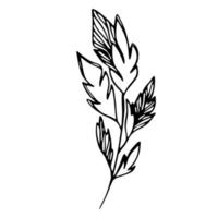 delicado esboço preto e branco de folhas. ilustração vetorial no estilo desenhado à mão. vetor