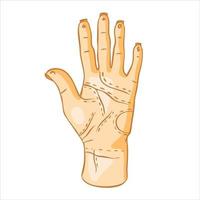 mão humana com linhas na palma da mão em um fundo branco. o conceito de adivinhação à mão, quiromancia. ilustração vetorial. vetor