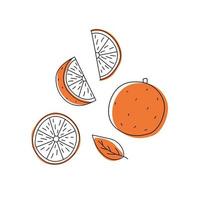 doodle contorno laranja com manchas. inteiro, pedaços e folhas. vetor