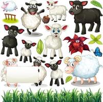 conjunto de ovelhas com pêlo preto e branco vetor
